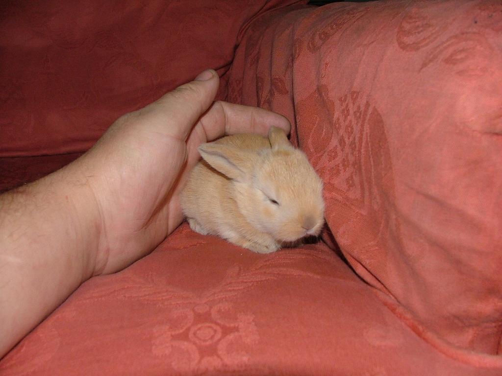 ginger next to my hand