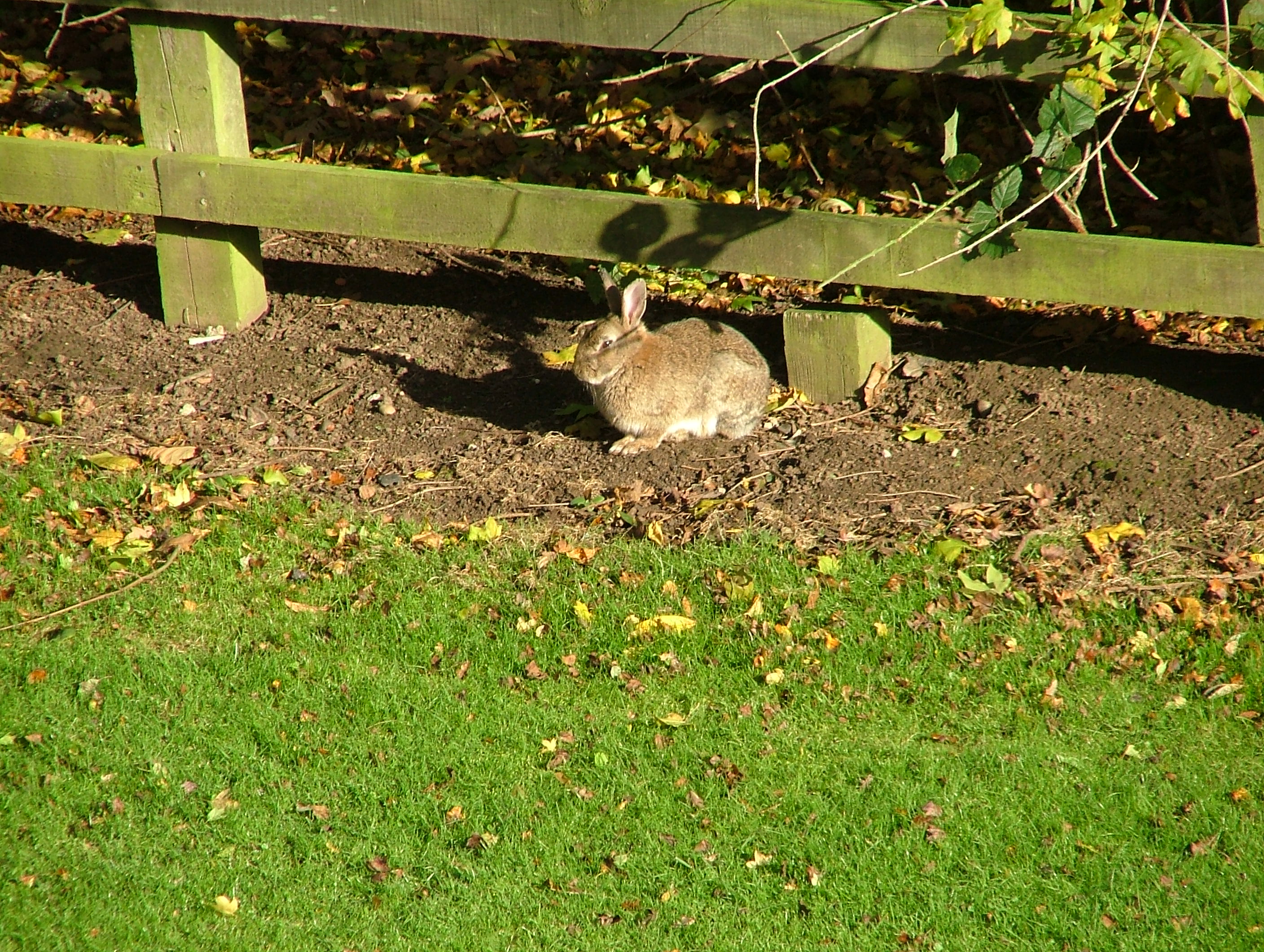 hotel rabbits from ff xmas meal 2010