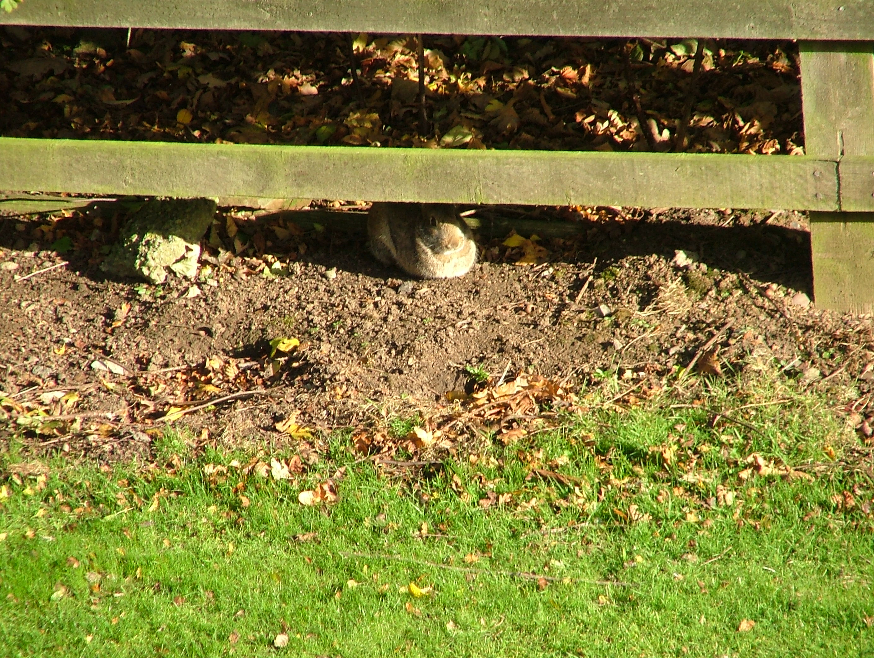 hotel rabbits from ff xmas meal 2010