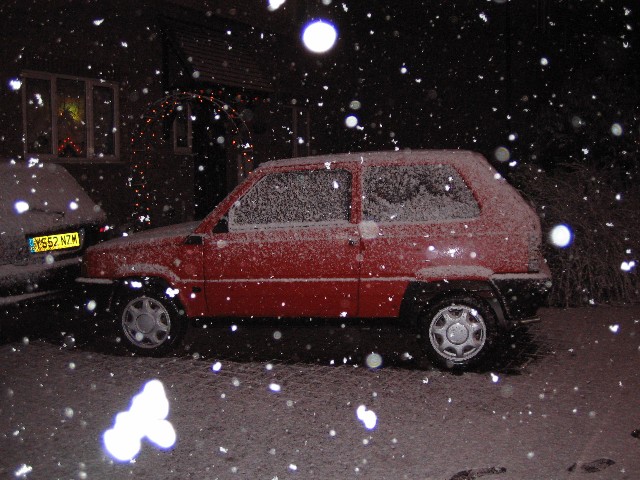 panda in the snow