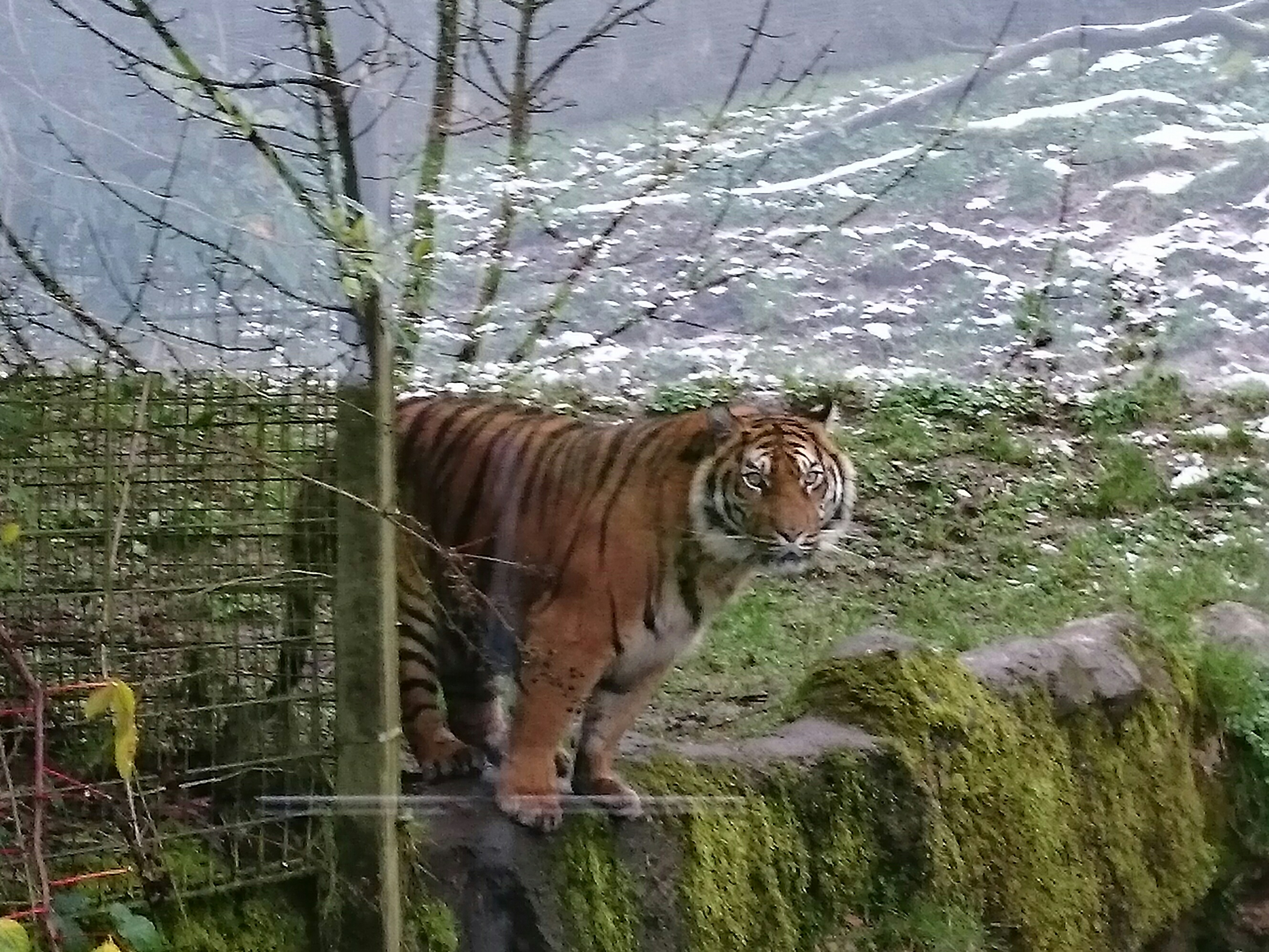 Tiger in snow